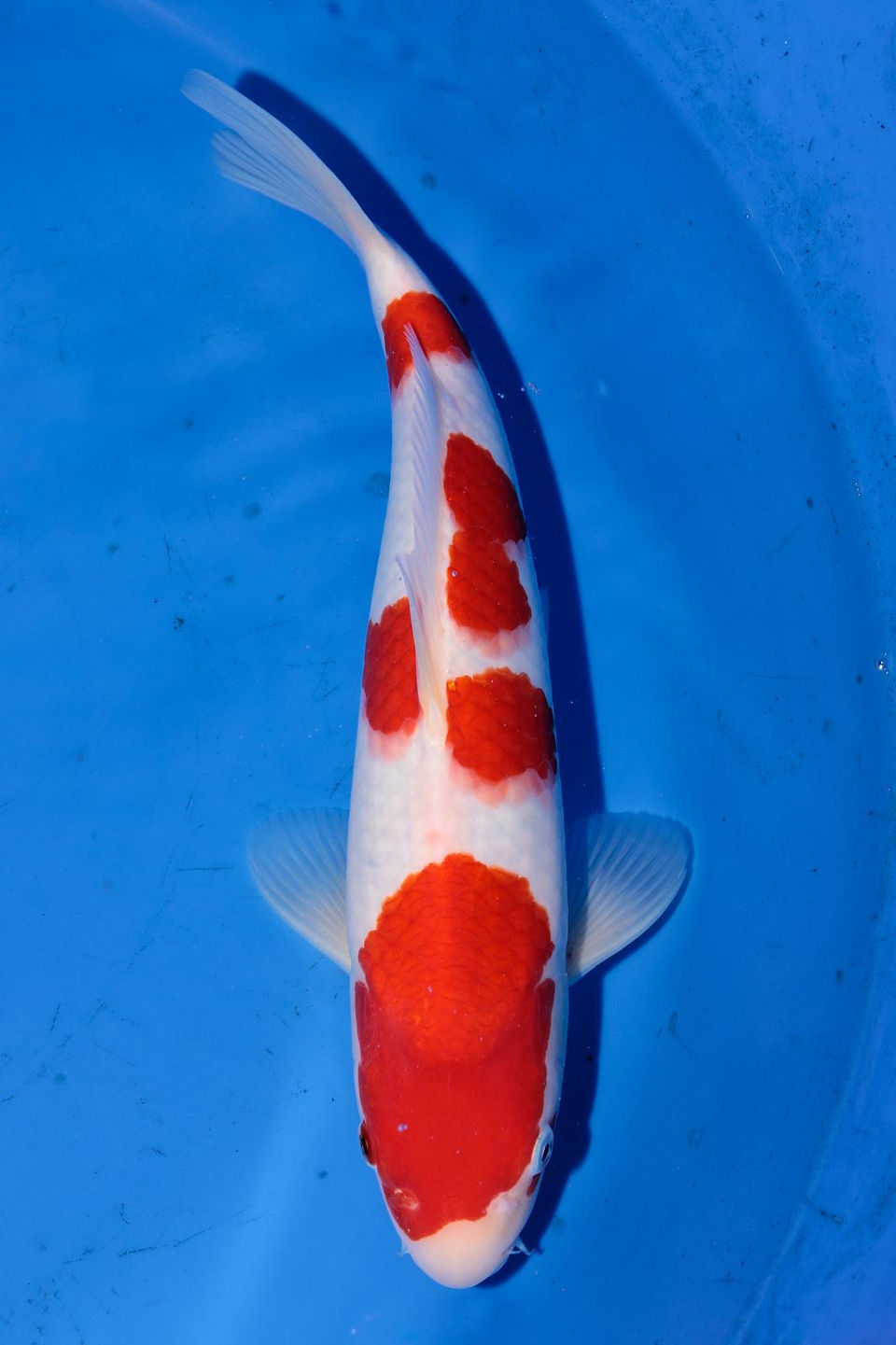 Koi for sale