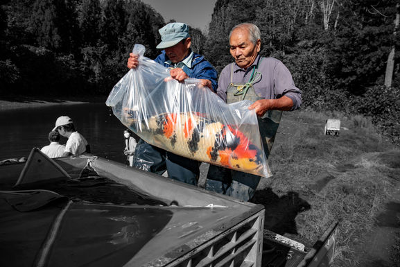 Japanese Koi Farm 