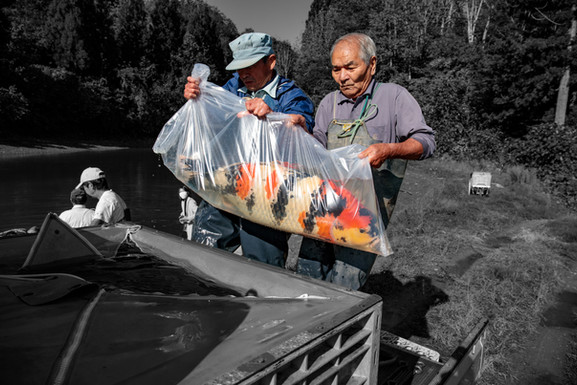 Japanese Koi Farm 