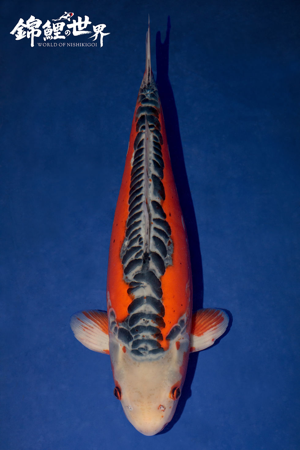 Shusui - crouch valley koi show 2025