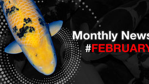 Monthly Koi News Blog 