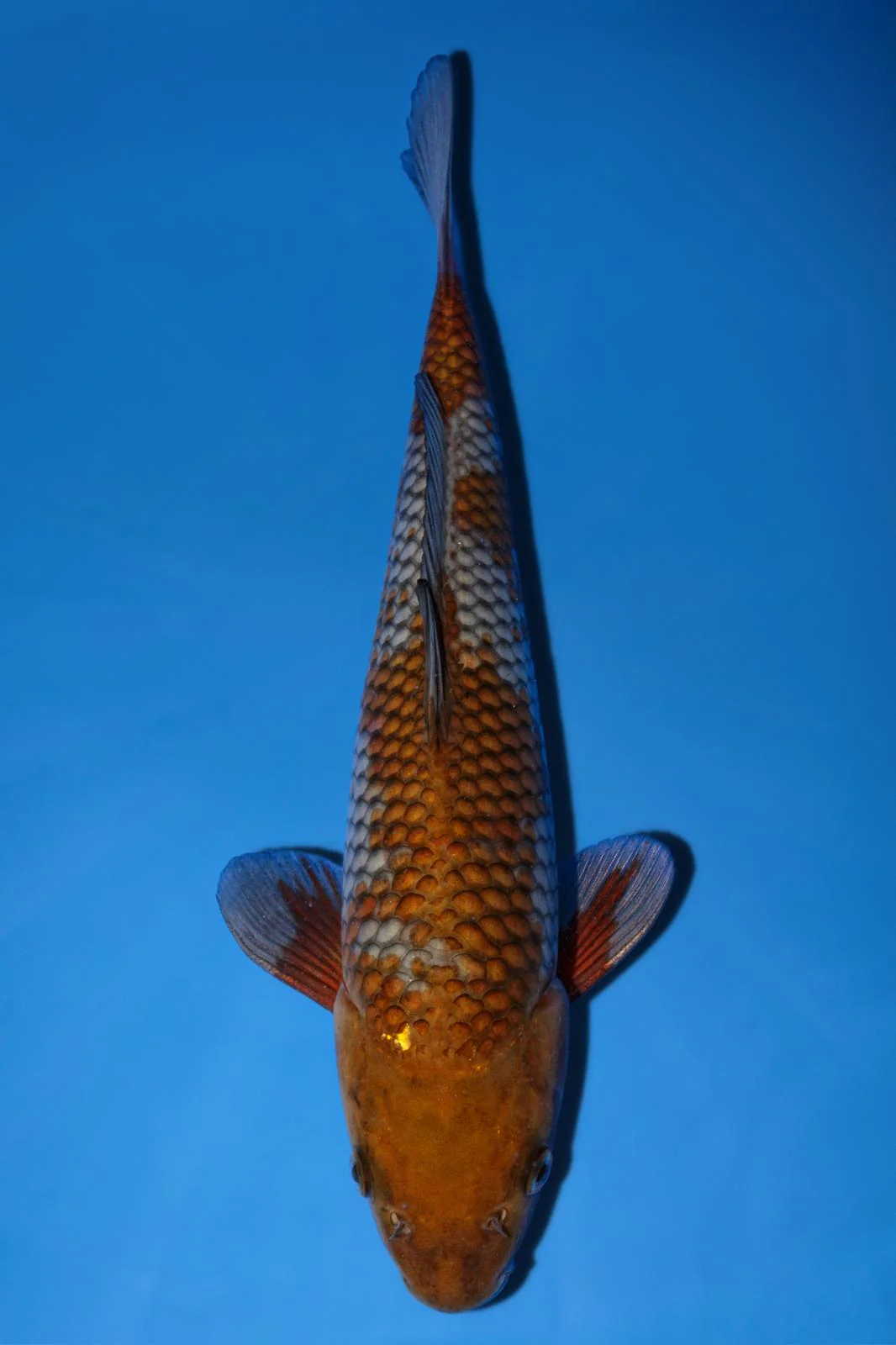 Beacon Koi 