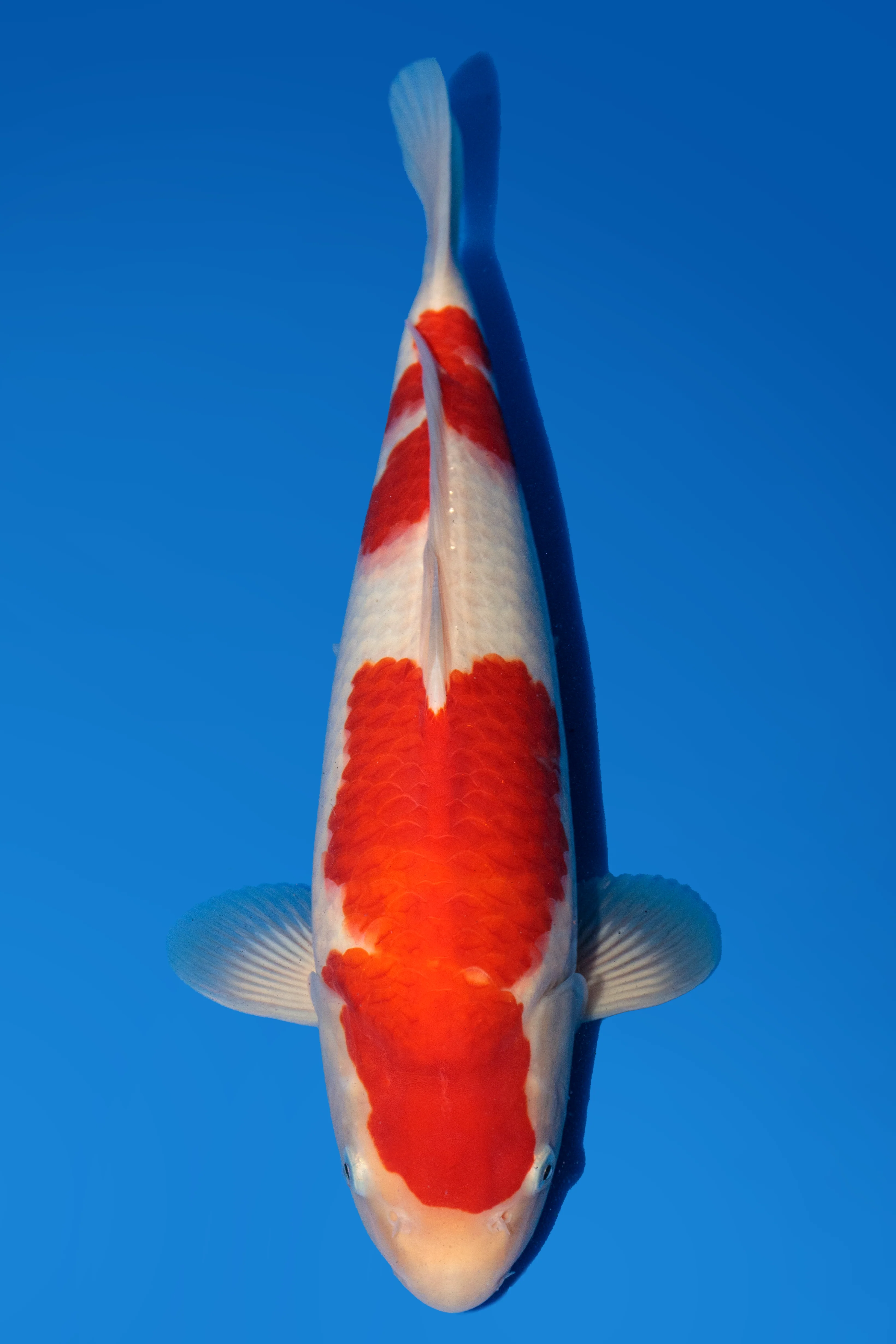Beacon Koi - kohaku 