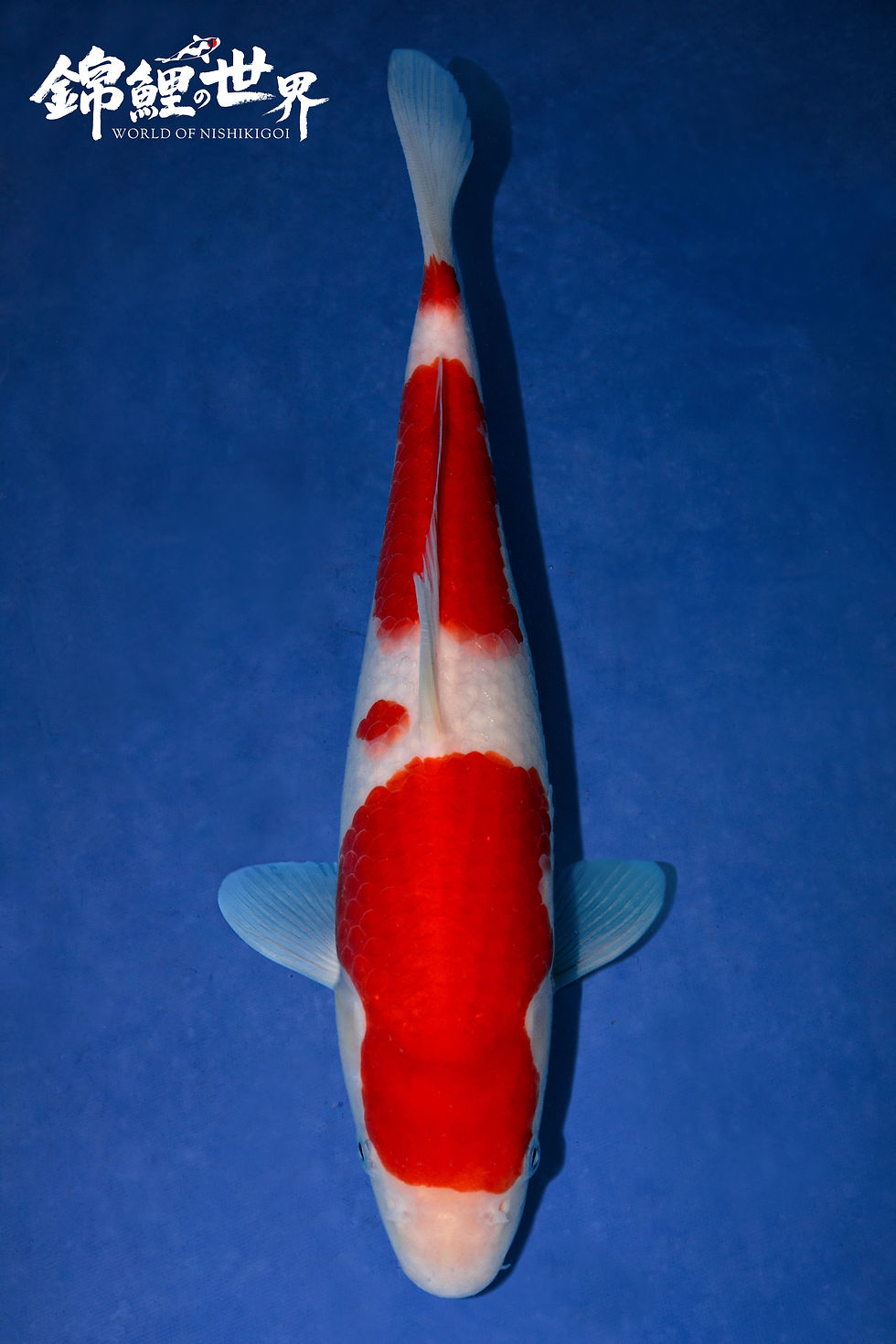 Kohaku - crouch valley koi show 2025