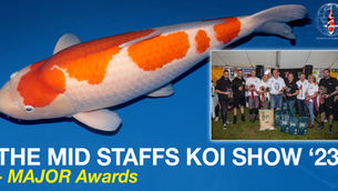 Major Awards - The Mid Staffs Koi Show '23