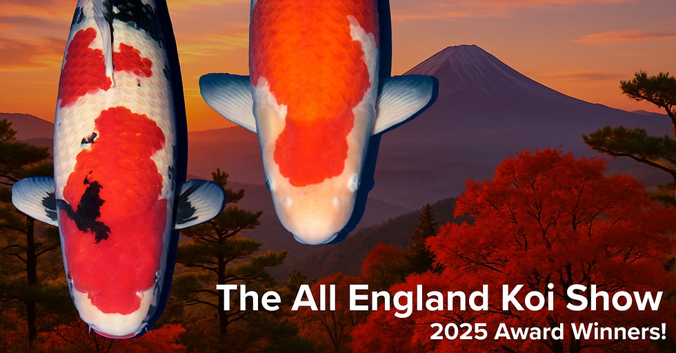 All England Koi show 2025 award winners 
