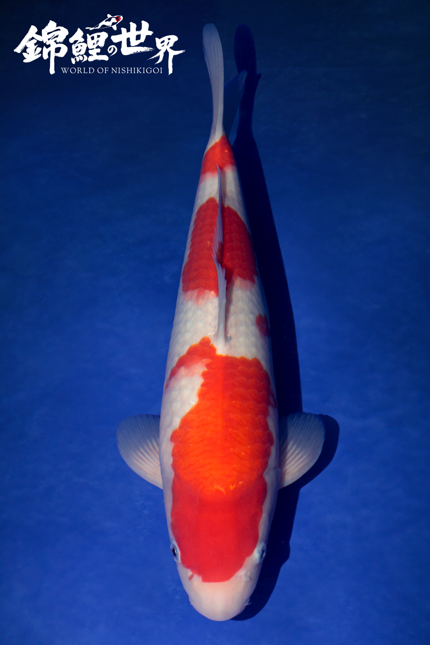 baby Champion - Great British Koi Show 2025