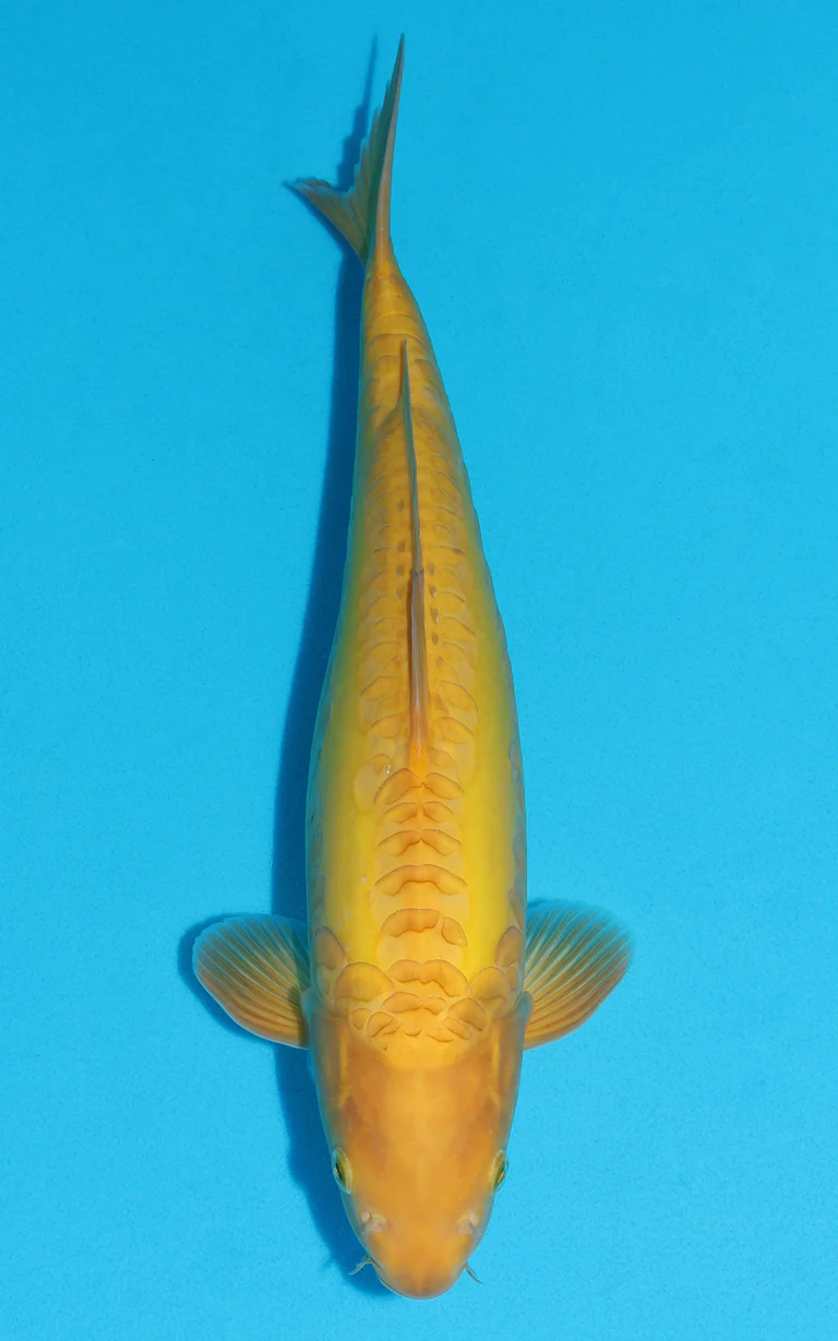 Cuttlebrook Koi Farm 