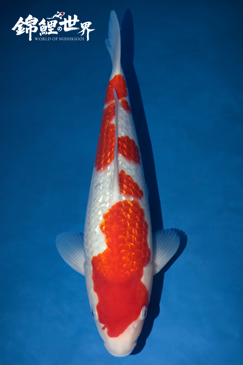 Champion Koi - Junior Koi Show 2025 - Ginrin Kohaku