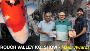 Major Awards - The Crouch Valley Koi Show '23