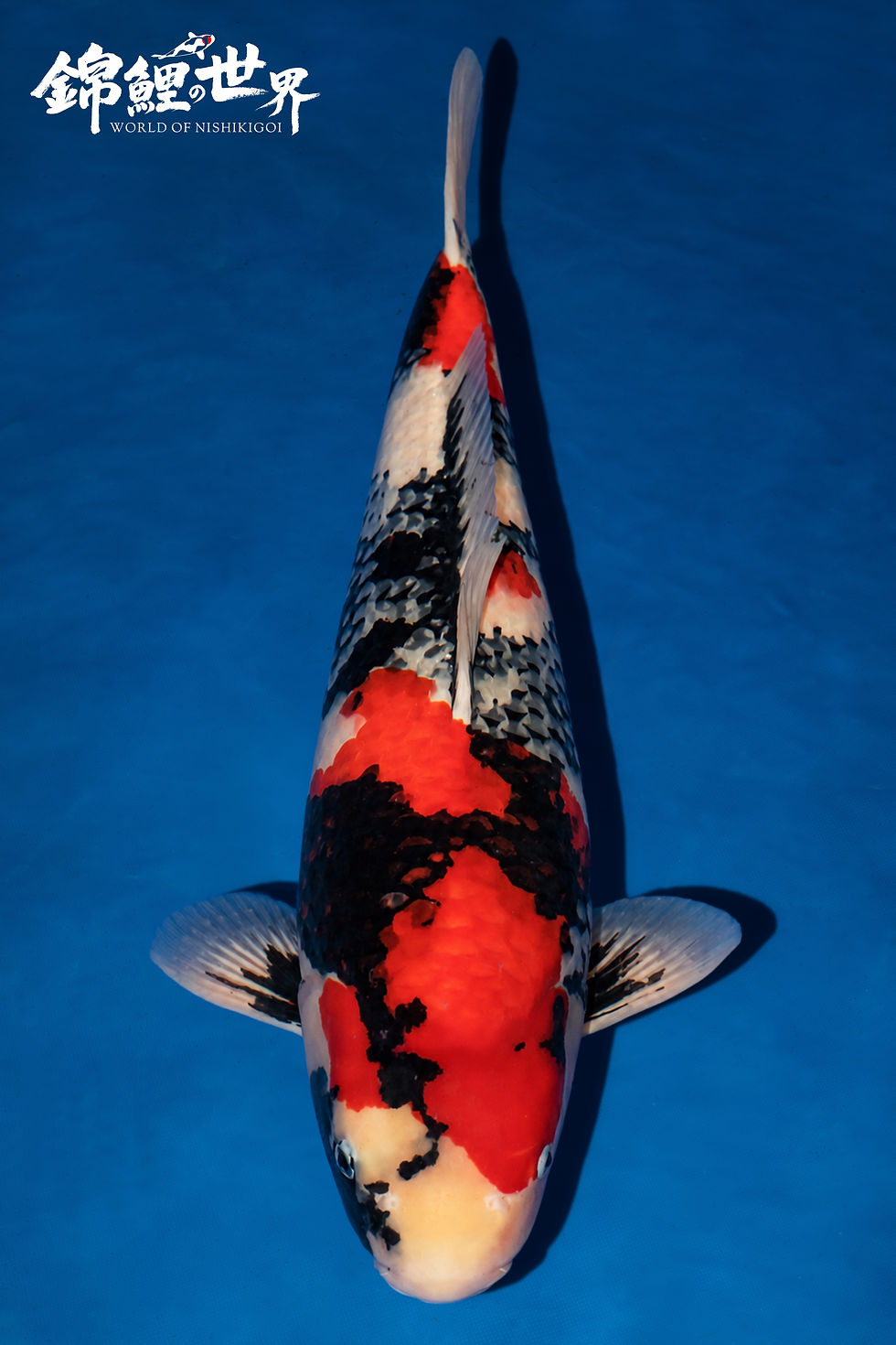 Showa koi - crouch valley koi show 2026