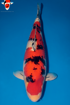 Koi Blog - World of Nishikigoi