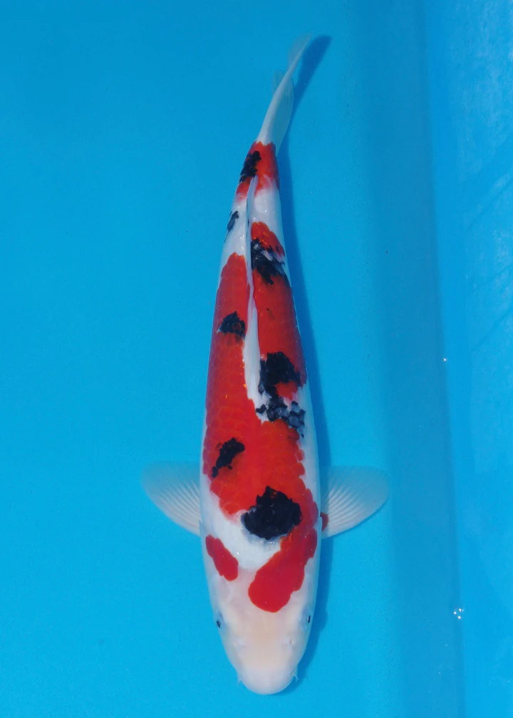 Byer Koi Farm