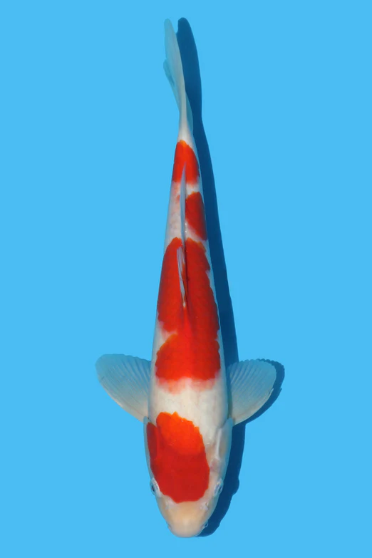 Beacon Koi 
