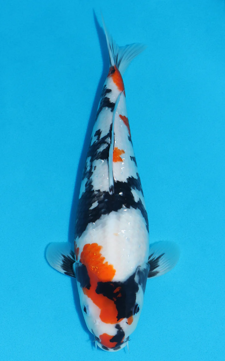 Cuttlebrook Koi Farm 