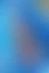 Koi Blog - World of Nishikigoi