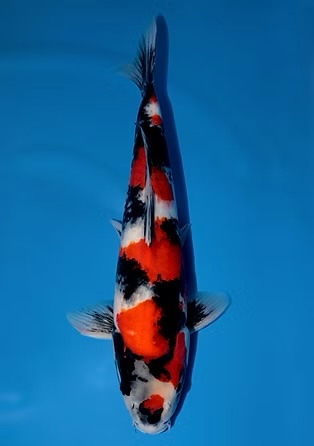 The Koi Collection
