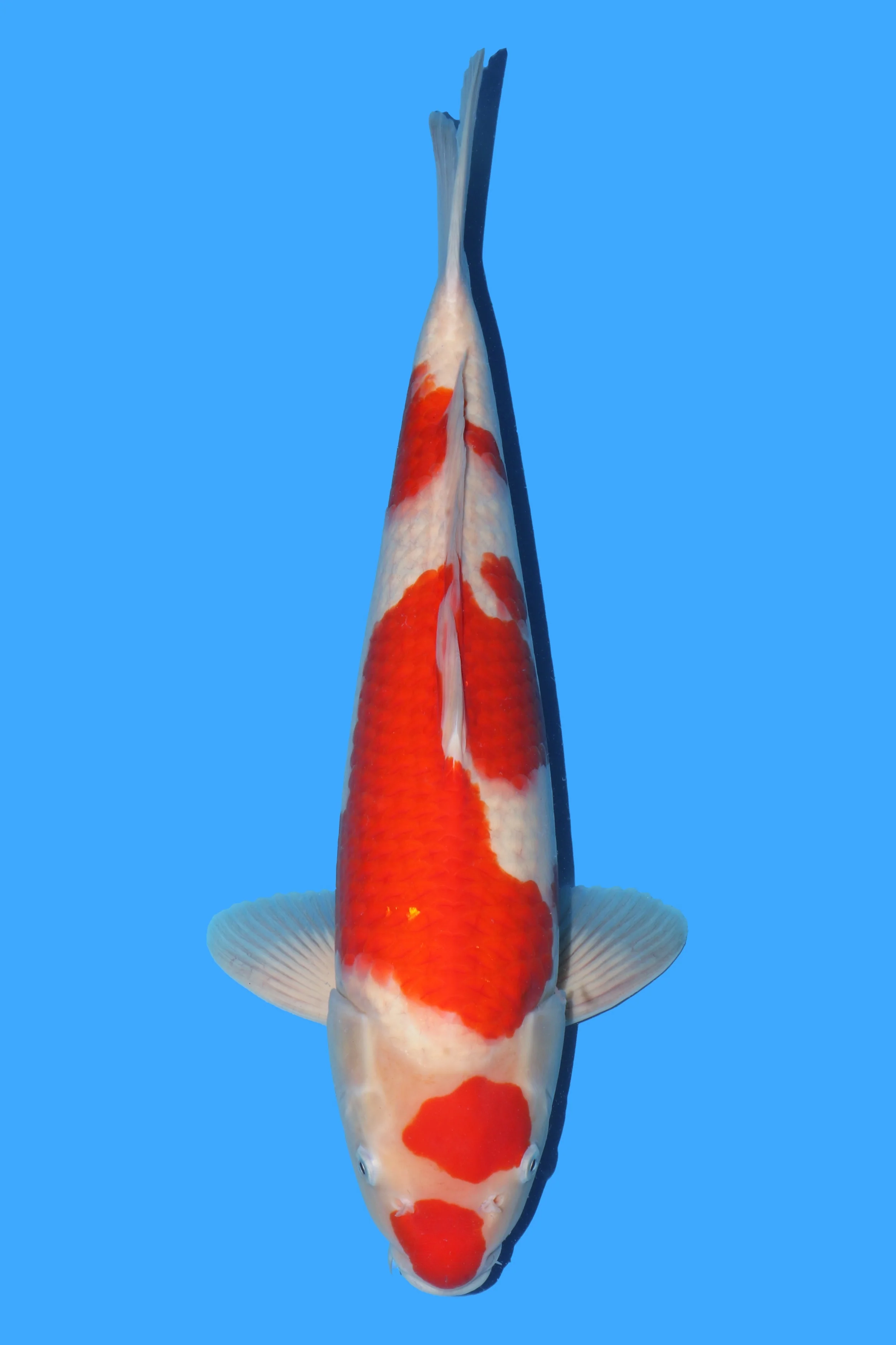 Koi for Sale 