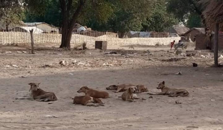 Centrafrique: les chiens errants de Birao «font la particularité de la ville»