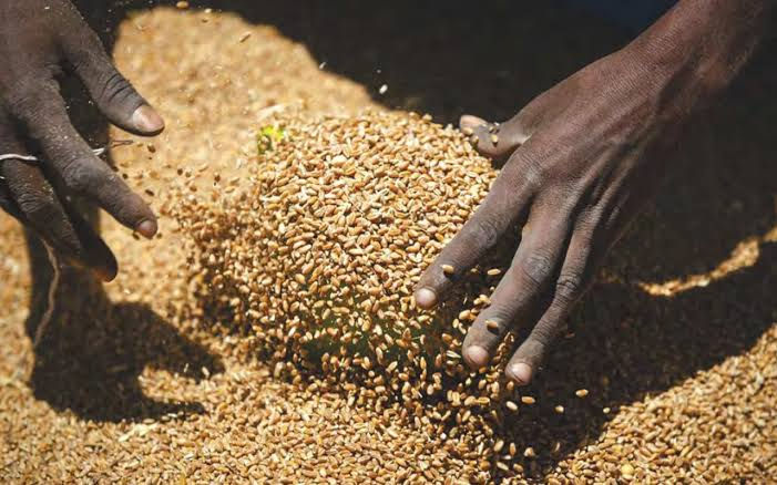 Importations de blé: les tensions en mer Noire ravivent les inquiétudes en Afrique
