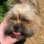 Gypsy the dog getting a stroked while on a dog walk
