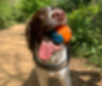 Toby the Springer Spaniel dog, on his walk with a ball in mouth
