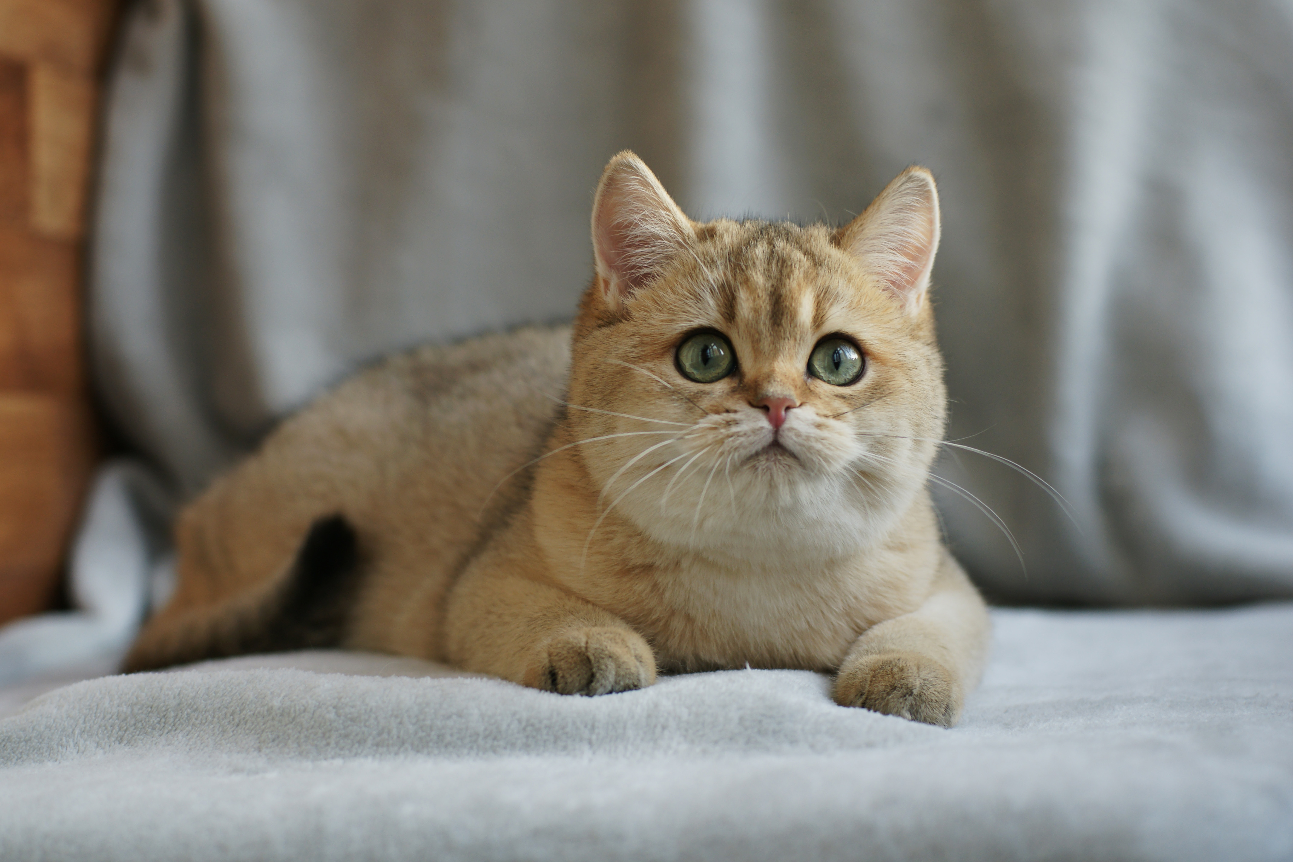 Золотая Шиншилла Кошка Купить В Москве