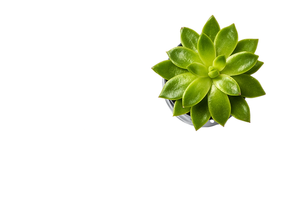 Succulent Plant and Binder Clips_edited.png