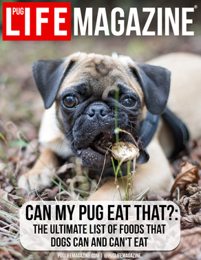 Foods Pugs Can and Can't Eat? The Ultimate Food Guide for Dogs