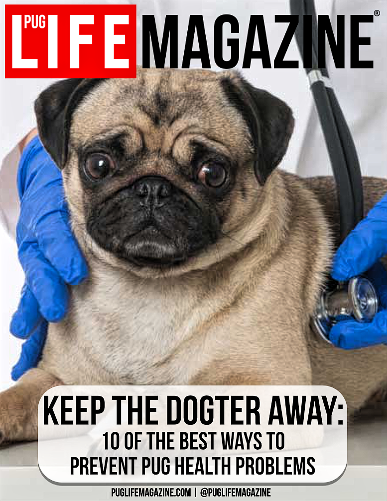 Keep The Dogtor Away Preventing Pug Health Problems Life Keep The Dogtor Away Preventing Pug Health Problems Life Magazine A Community Of Humans Passionate About Pugs