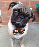 42846254_2100690086629444_30996344968786