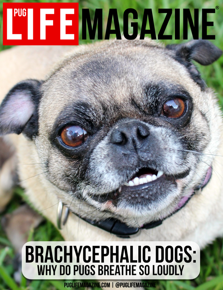 pug puppy breathing heavy