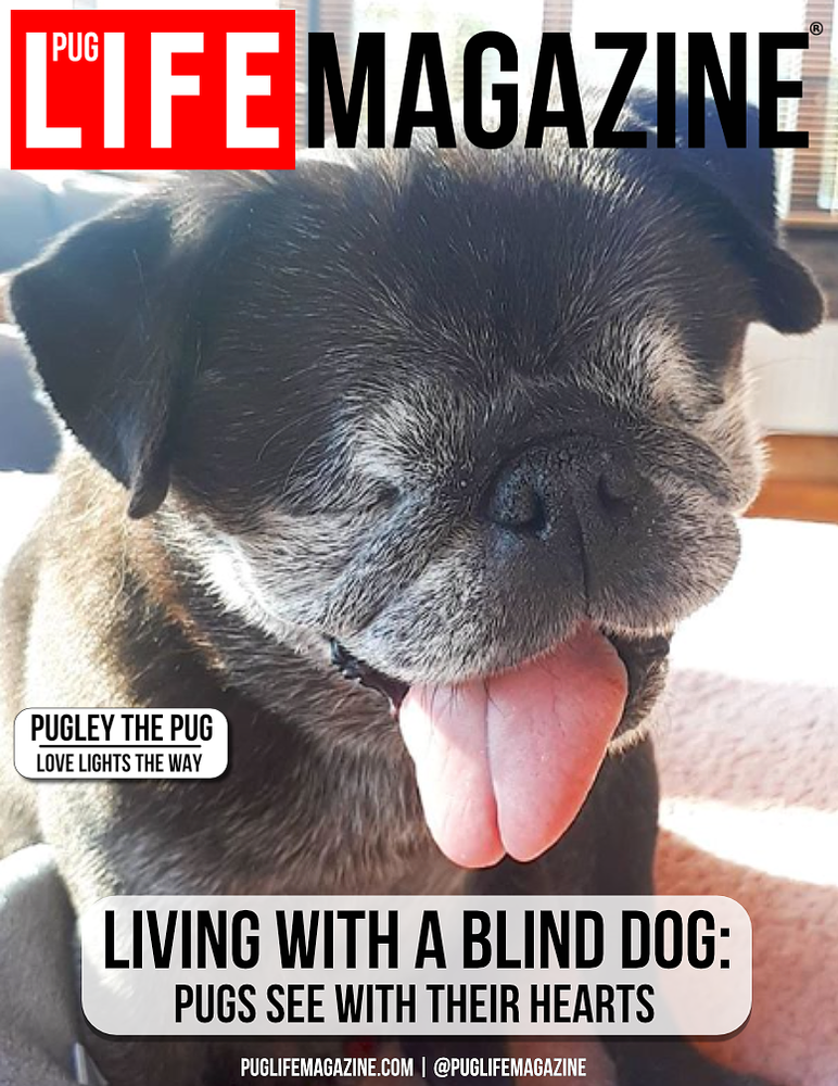 Living With A Blind Dog Pugs See With Their Hearts