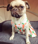 45647382_2155690034462782_66656044094744