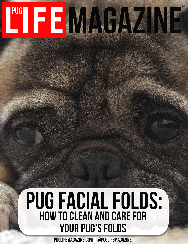How to Clean and Care for Your Pug's Facial Folds Pug Life Magazine