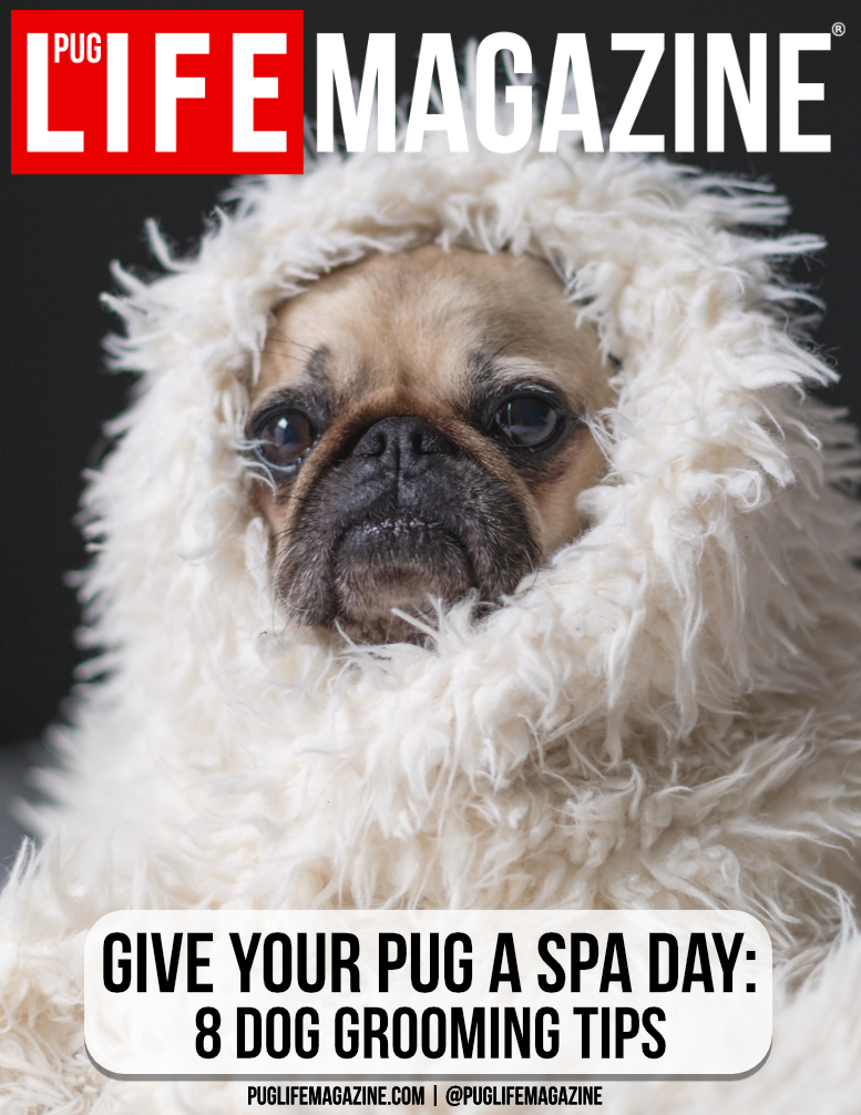 pug grooming