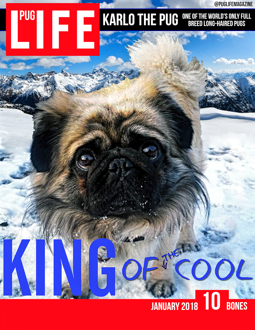 Volume 87 Karlo The Pug