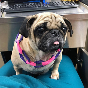 48327000_2214691475229304_36206709897397