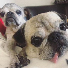 43058586_2104701806228272_64303694501044