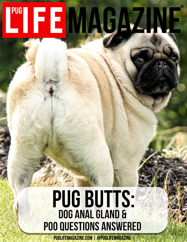 Pug Butts Dog Anal Gland Poo Questions Answered