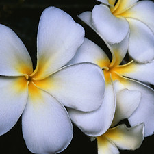 White Plumeria Flowers