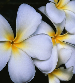 White Frangipani Flowers