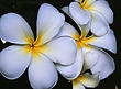 White Frangipani Flowers
