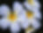 Fleurs blanches frangipanier