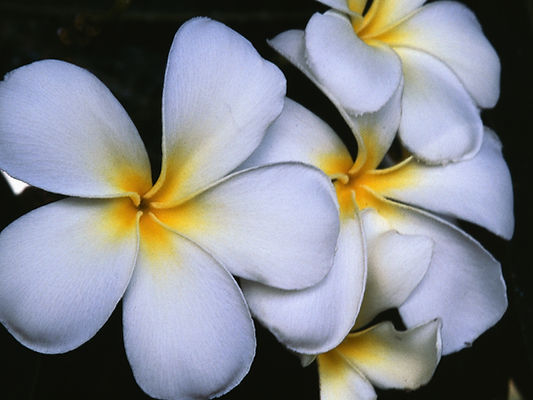 White Frangipani Flowers