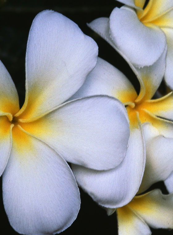White Frangipani Flowers
