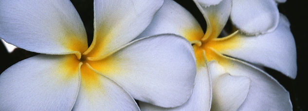Weiße Frangipani Blumen