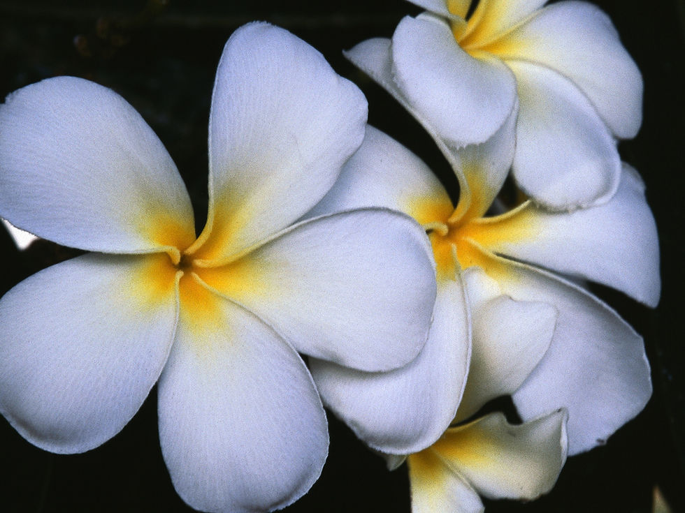 White Plumeria Flowers
