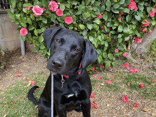 Roma | Belgian Malinois/ Lab Mix | Valencia, CA | In-Training