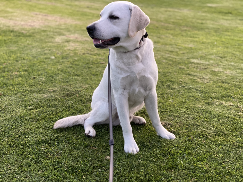 Chef | Labrador Retriever | Santa Monica, CA | In-Training